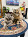 Persian cat